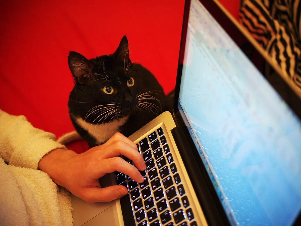 Financial consult-cat